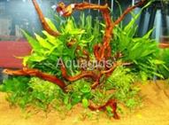 plant 0112